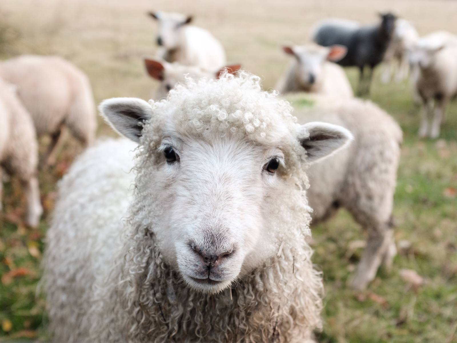 Wildlife Watching in Ireland